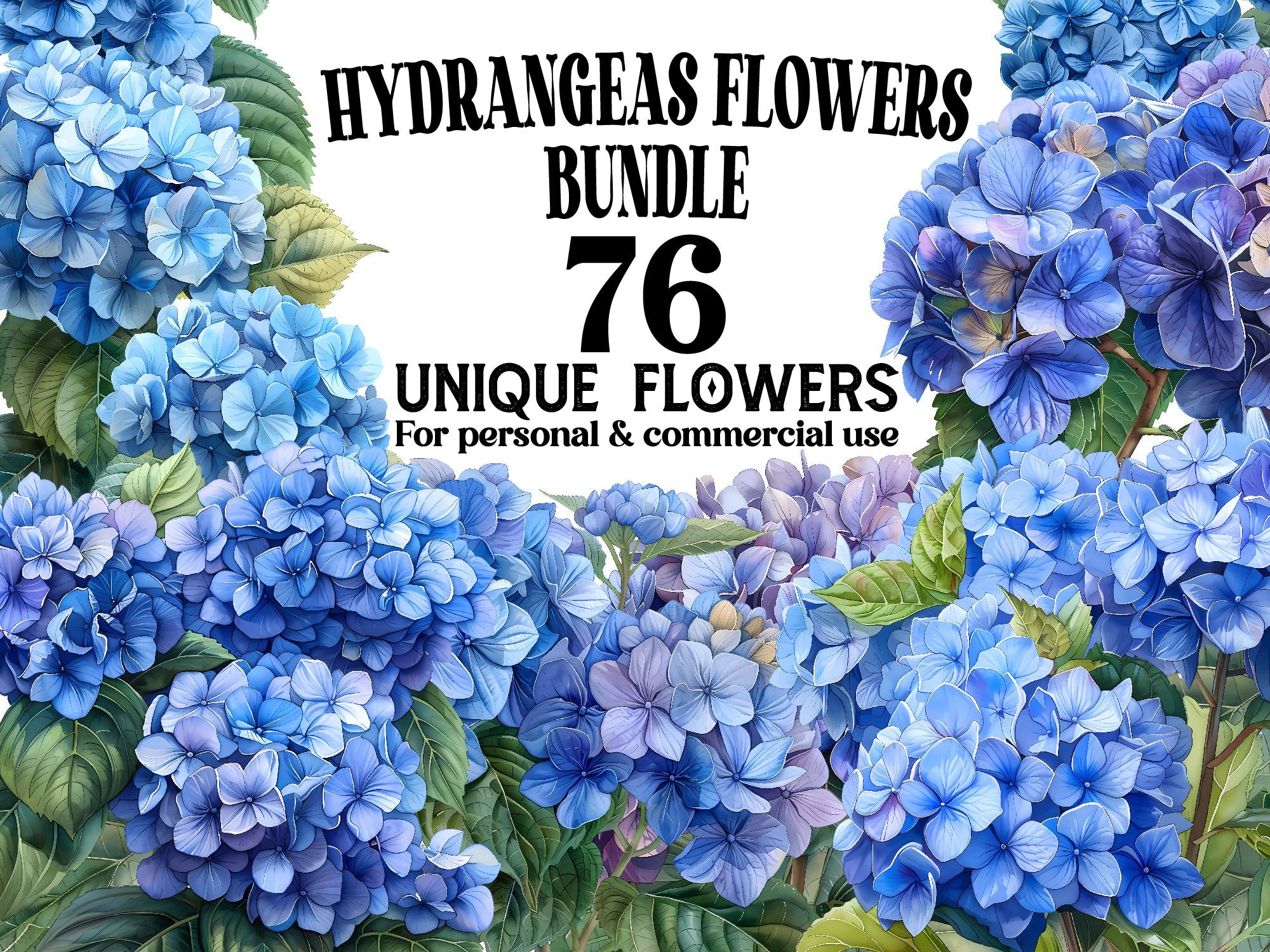 Hydrangeas Flowers Clipart