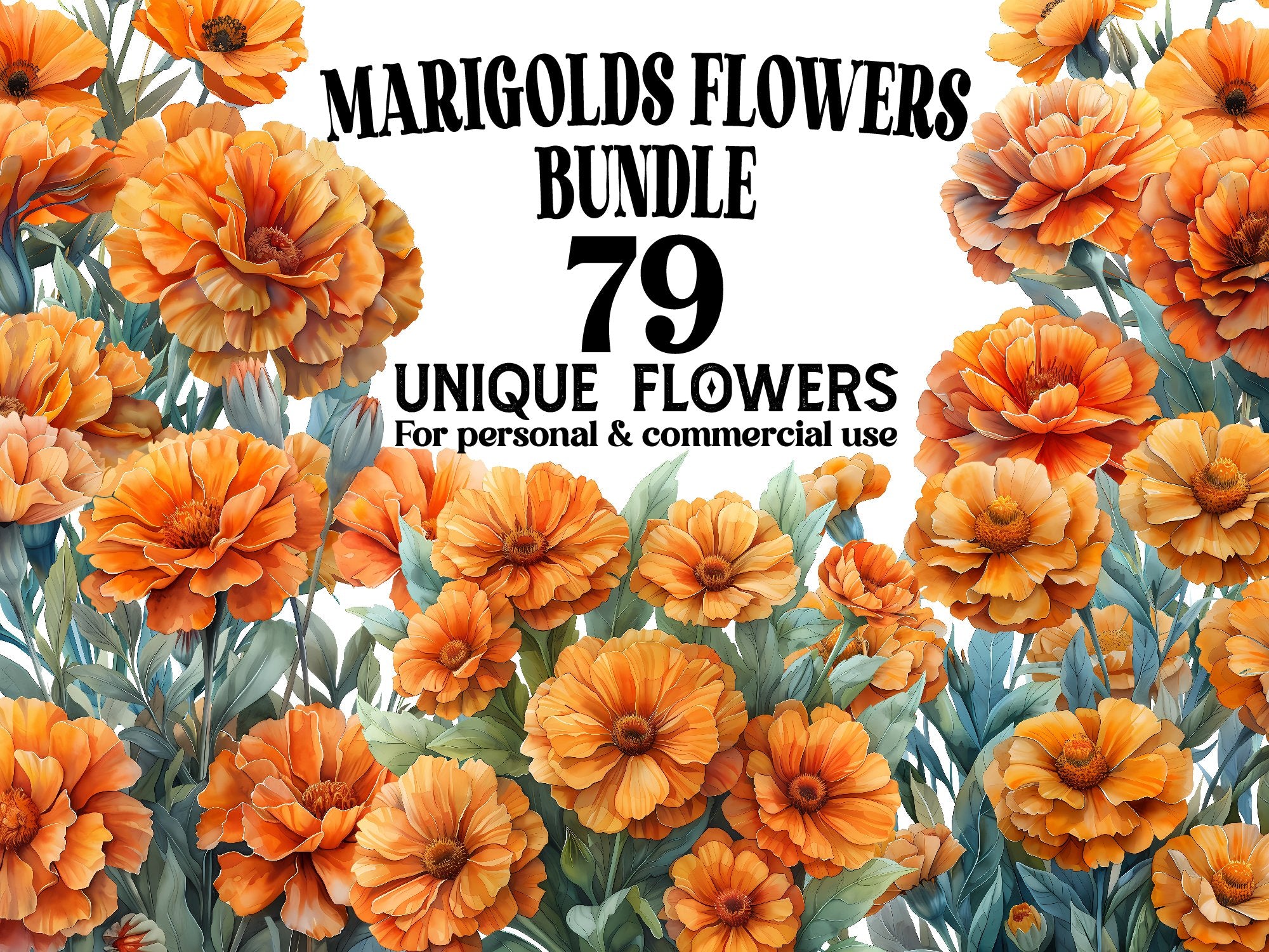 Marigolds Flowers Clipart