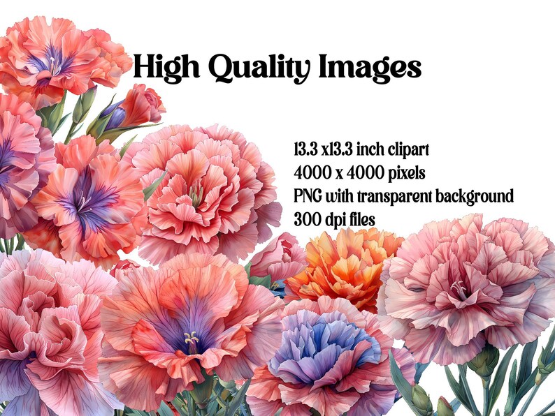 Carnations Flowers Clipart