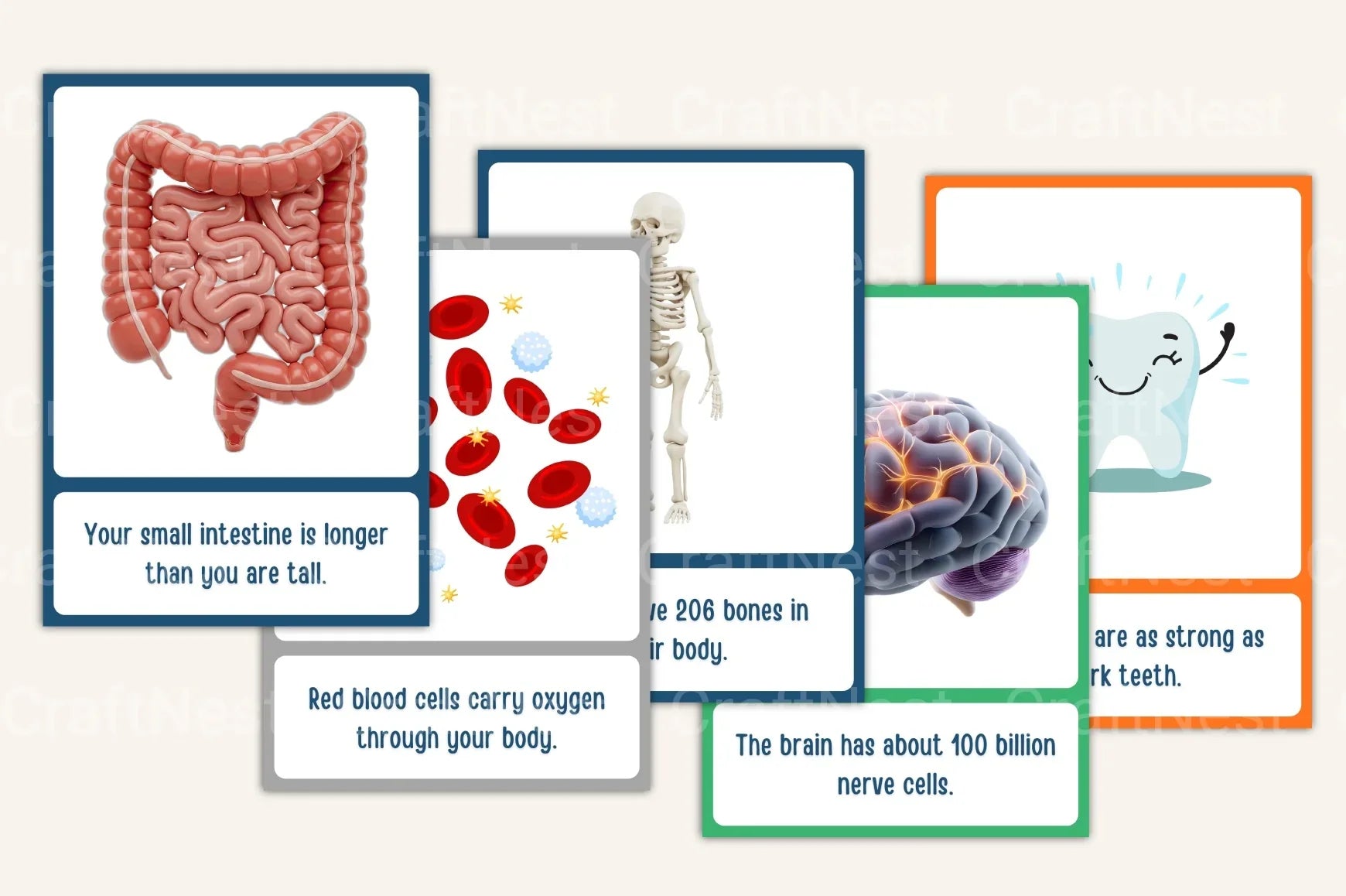 100 Fun Science Facts for Kids Flash Cards - CraftNest - Digital Crafting and Art