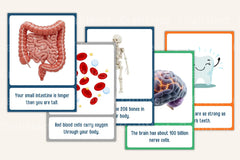 100 Fun Science Facts for Kids Flash Cards - CraftNest - Digital Crafting and Art