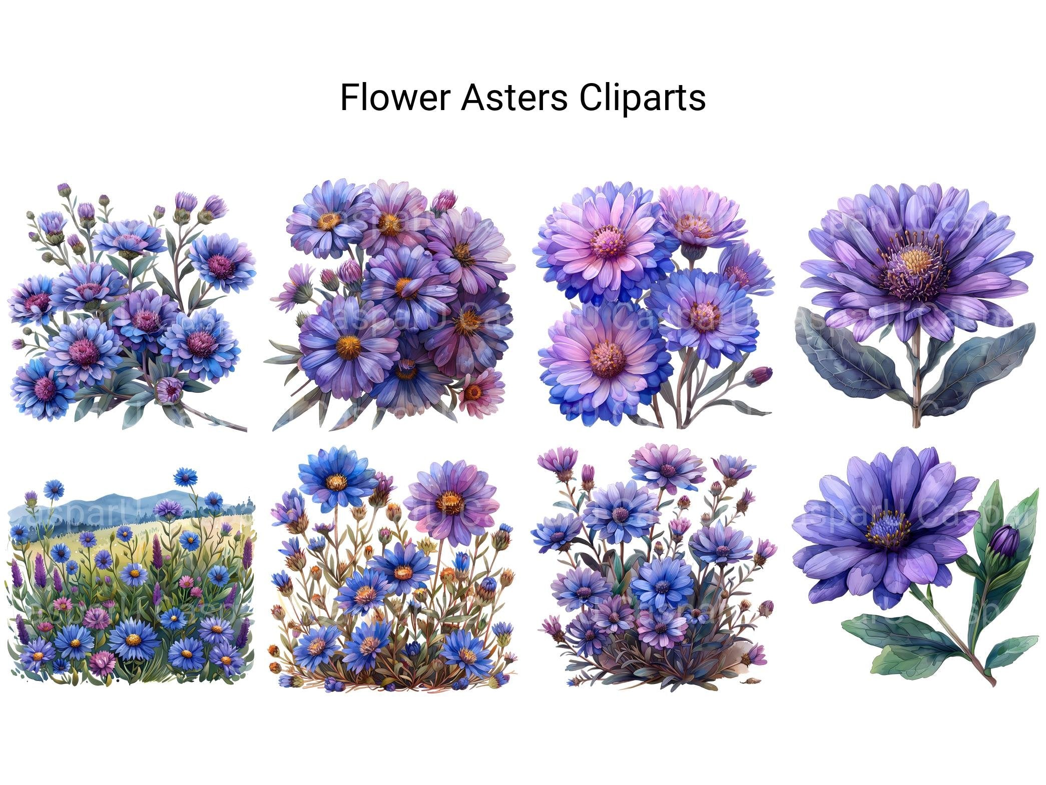 Asters Flowers Clipart - CraftNest - Digital Crafting and Art