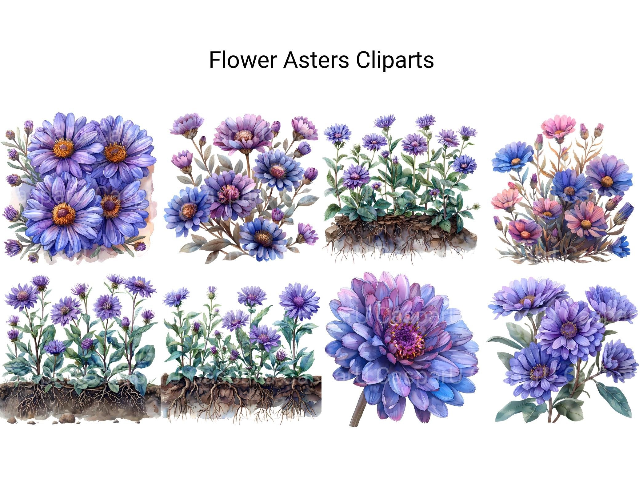 Asters Flowers Clipart - CraftNest - Digital Crafting and Art