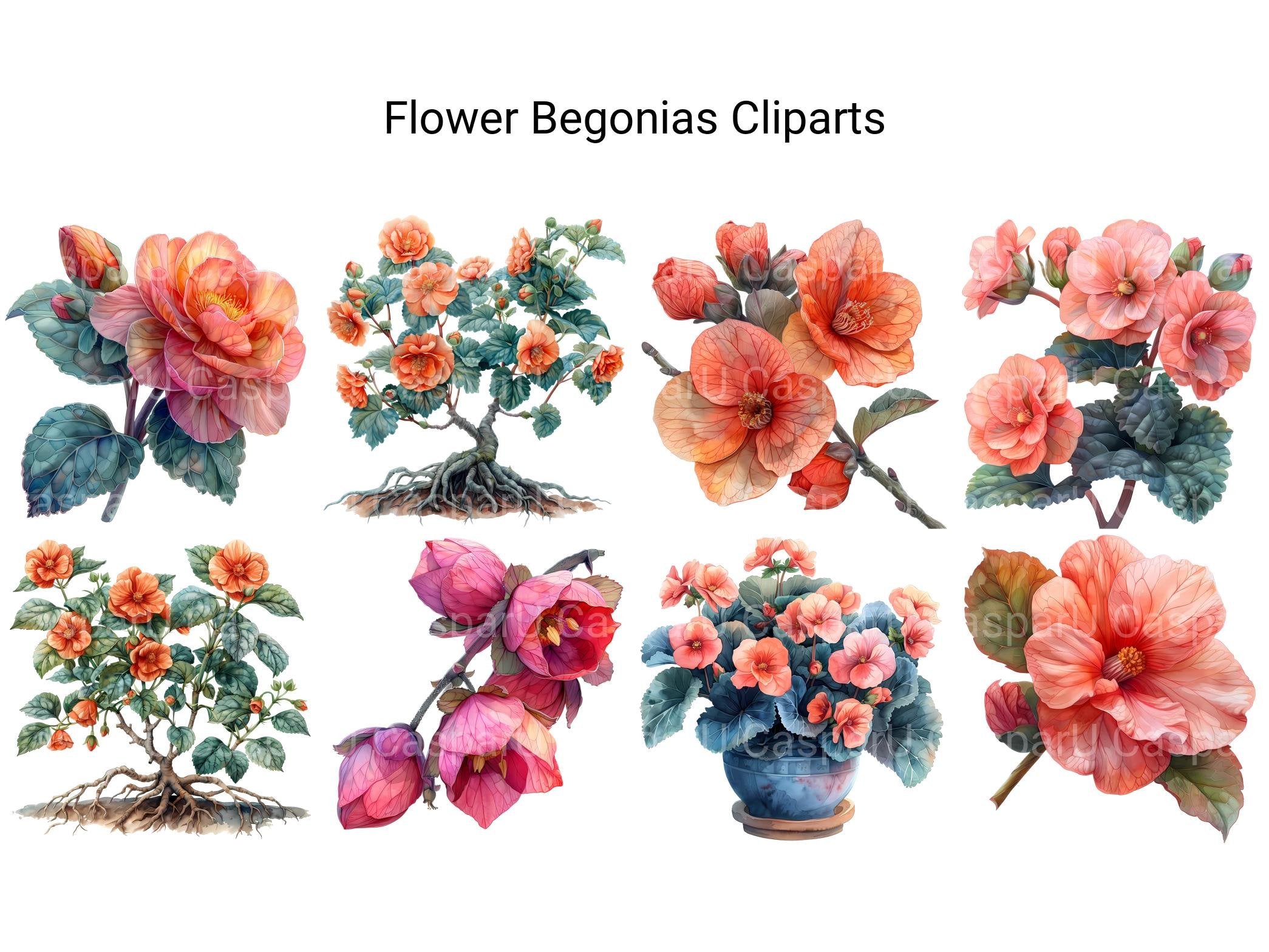 Begonias Flowers Clipart - CraftNest - Digital Crafting and Art