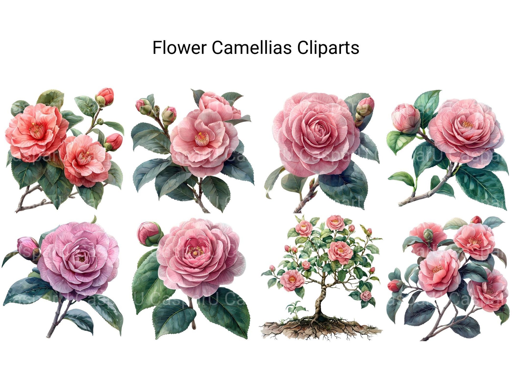 Camellias Flowers Clipart - CraftNest - Digital Crafting and Art