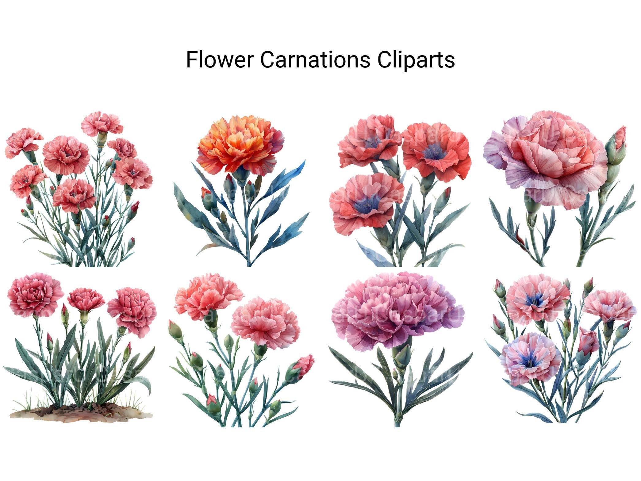 Carnations Flowers Clipart - CraftNest - Digital Crafting and Art