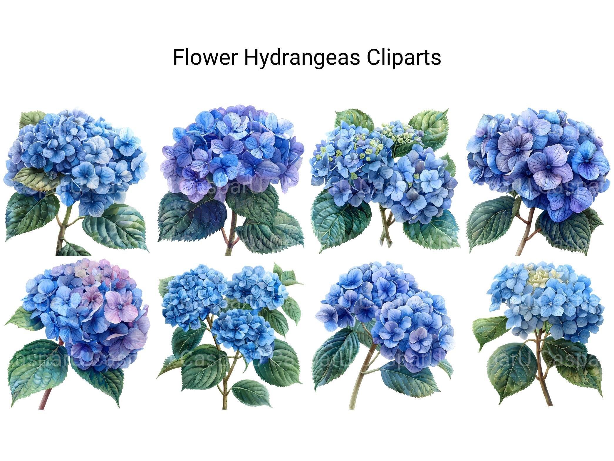 Hydrangeas Flowers Clipart - CraftNest - Digital Crafting and Art