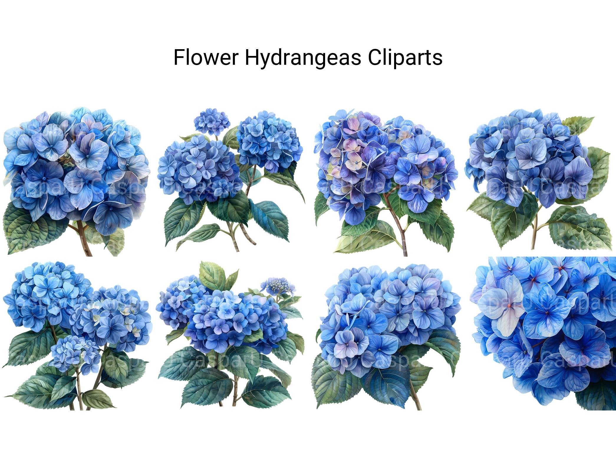 Hydrangeas Flowers Clipart - CraftNest - Digital Crafting and Art