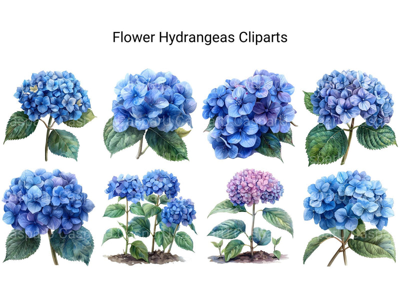 Hydrangeas Flowers Clipart - CraftNest - Digital Crafting and Art