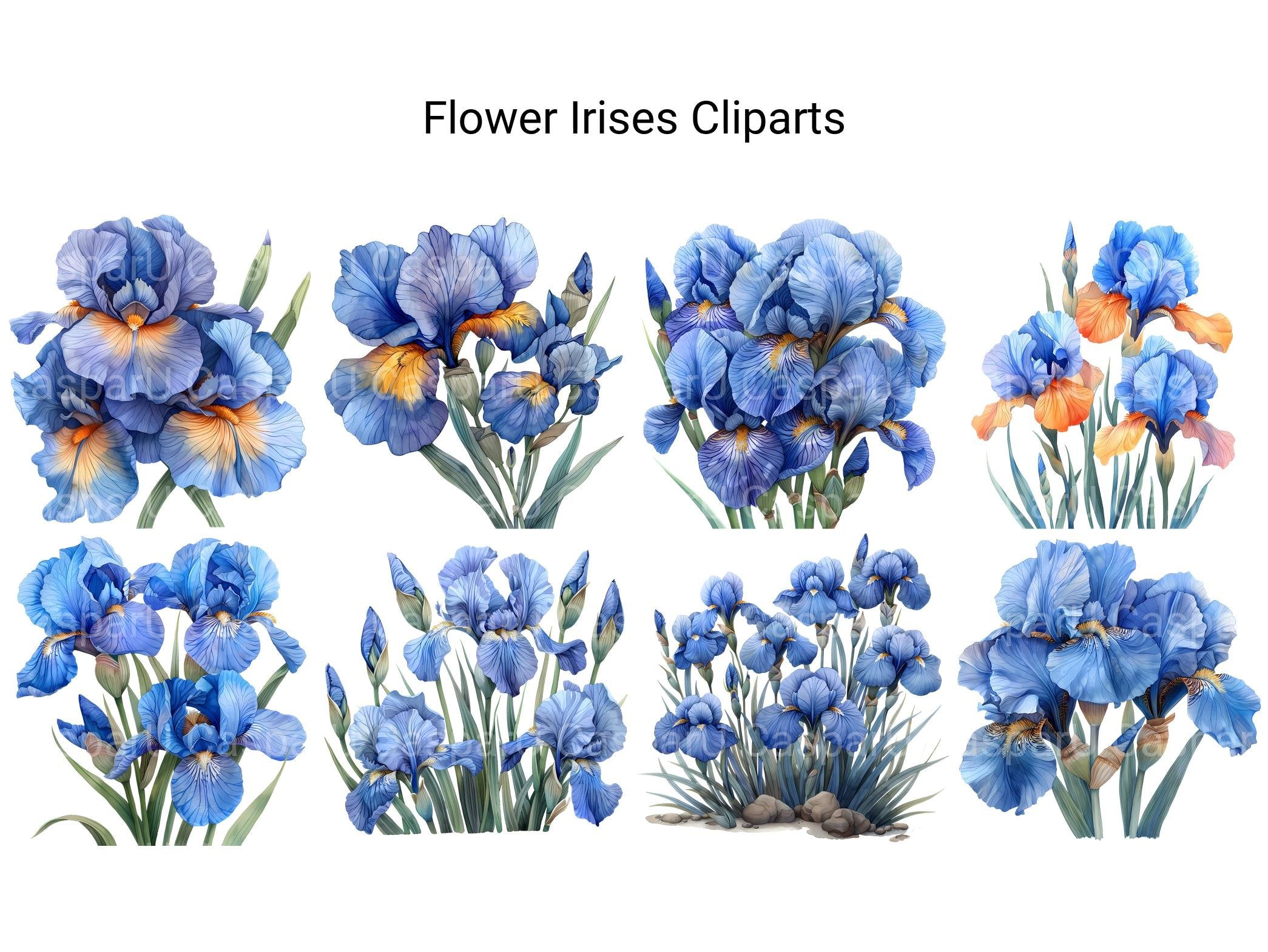 Irises Flowers Clipart - CraftNest - Digital Crafting and Art