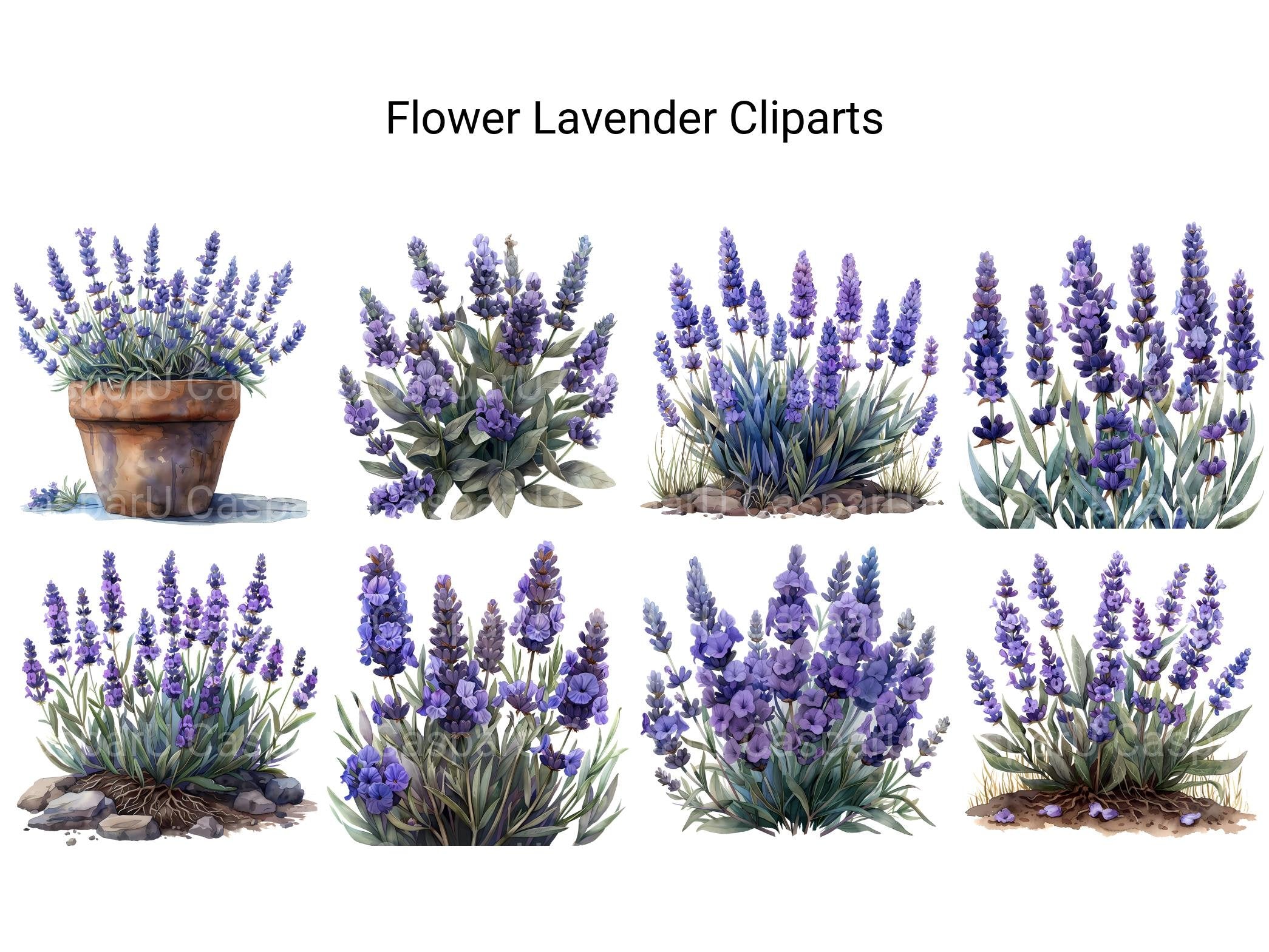 Lavender Flowers Clipart - CraftNest - Digital Crafting and Art