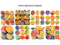 Citrus Spectrum Clipart - CraftNest - Digital Crafting and Art