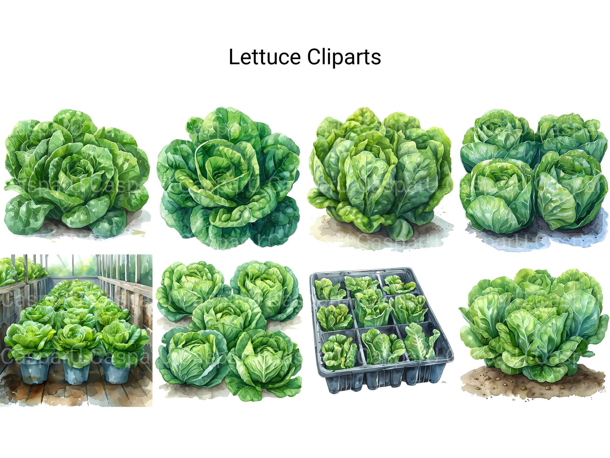 Lettuce Clipart - CraftNest - Digital Crafting and Art