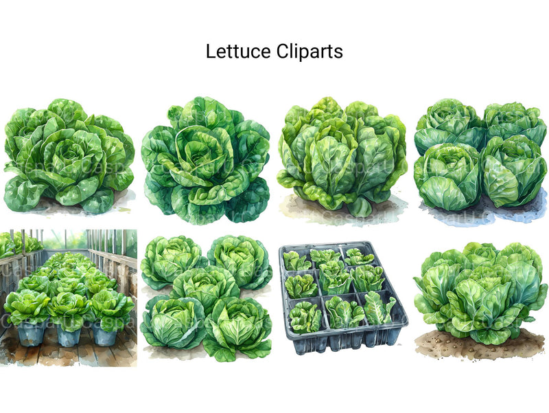 Lettuce Clipart - CraftNest - Digital Crafting and Art