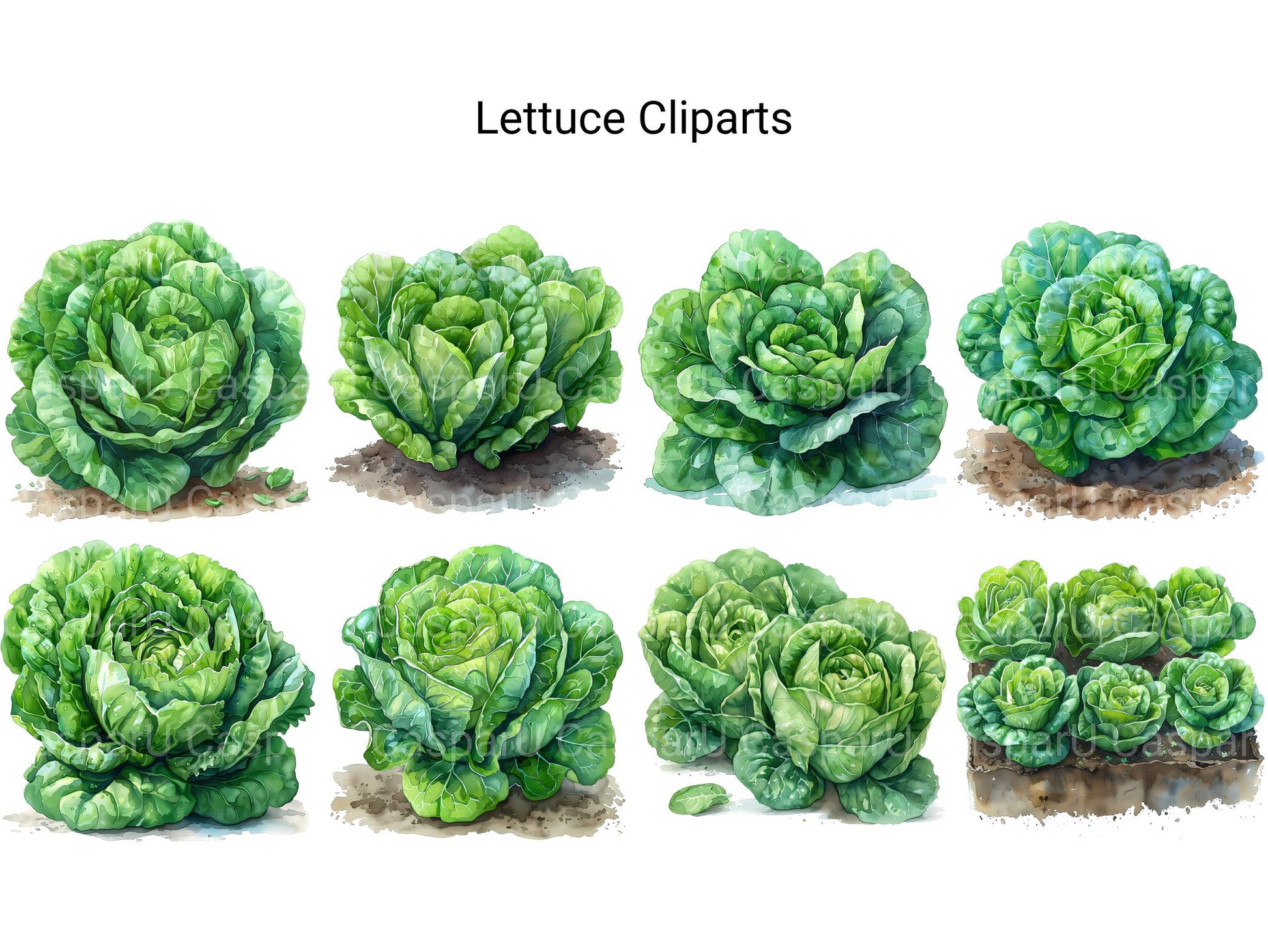 Lettuce Clipart - CraftNest - Digital Crafting and Art