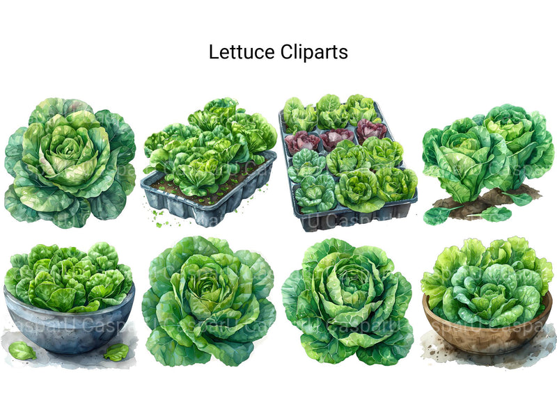 Lettuce Clipart - CraftNest - Digital Crafting and Art