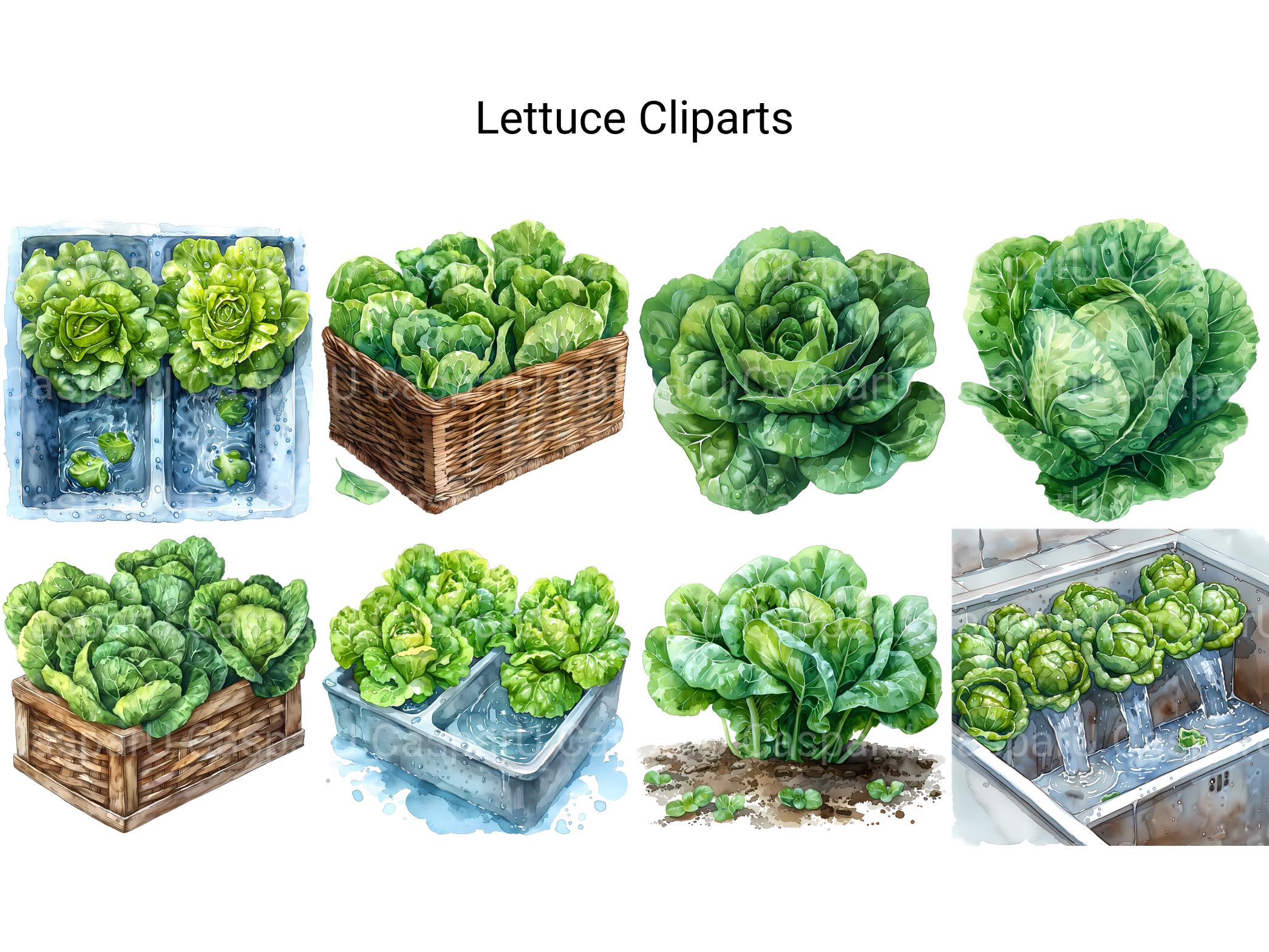 Lettuce Clipart - CraftNest - Digital Crafting and Art