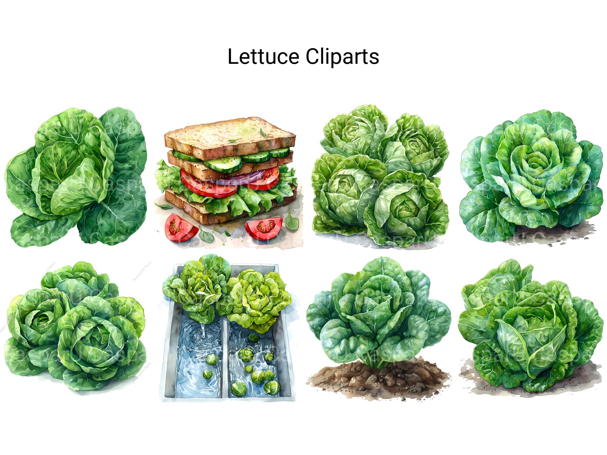 Lettuce Clipart - CraftNest - Digital Crafting and Art