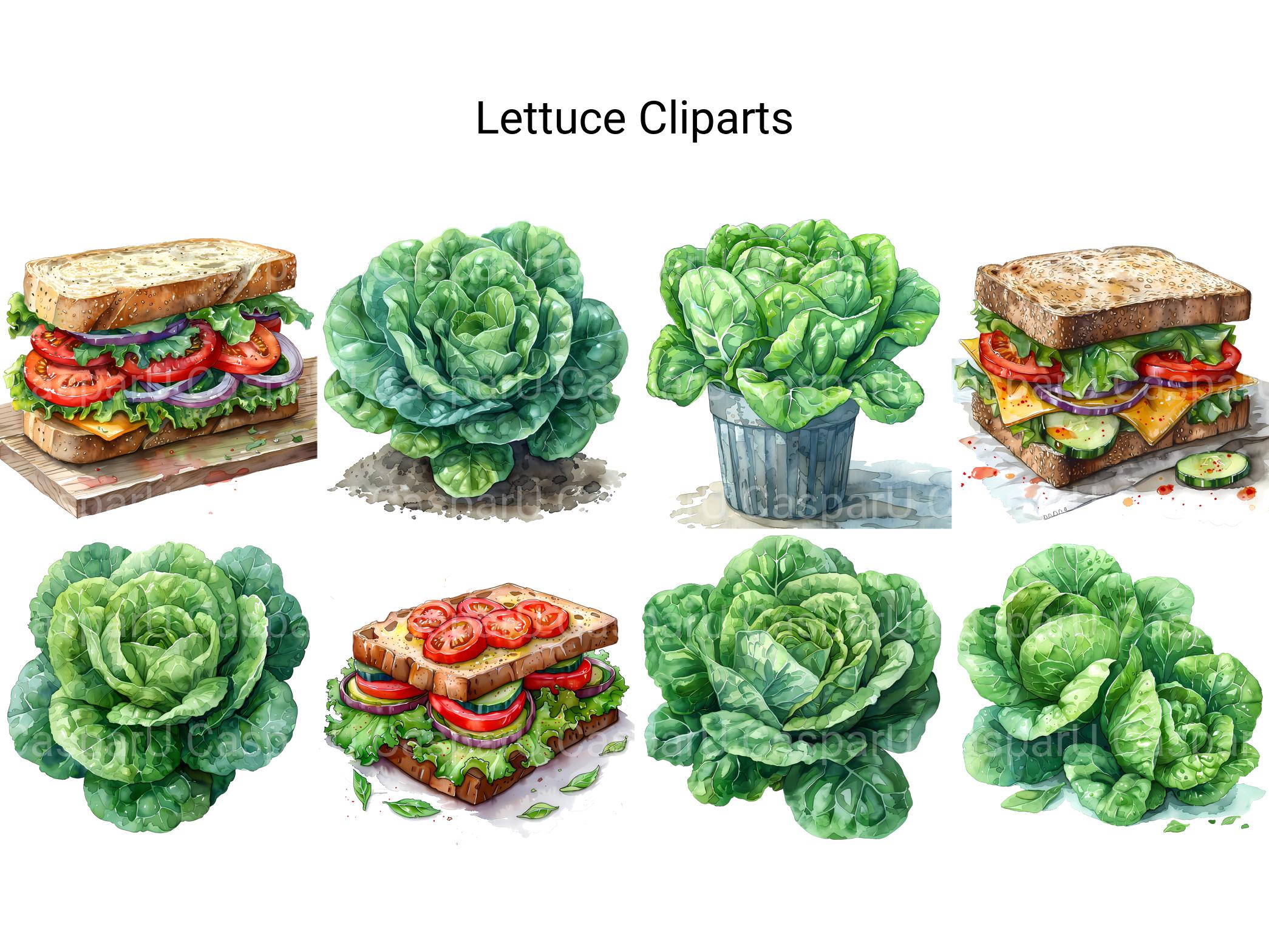 Lettuce Clipart - CraftNest - Digital Crafting and Art