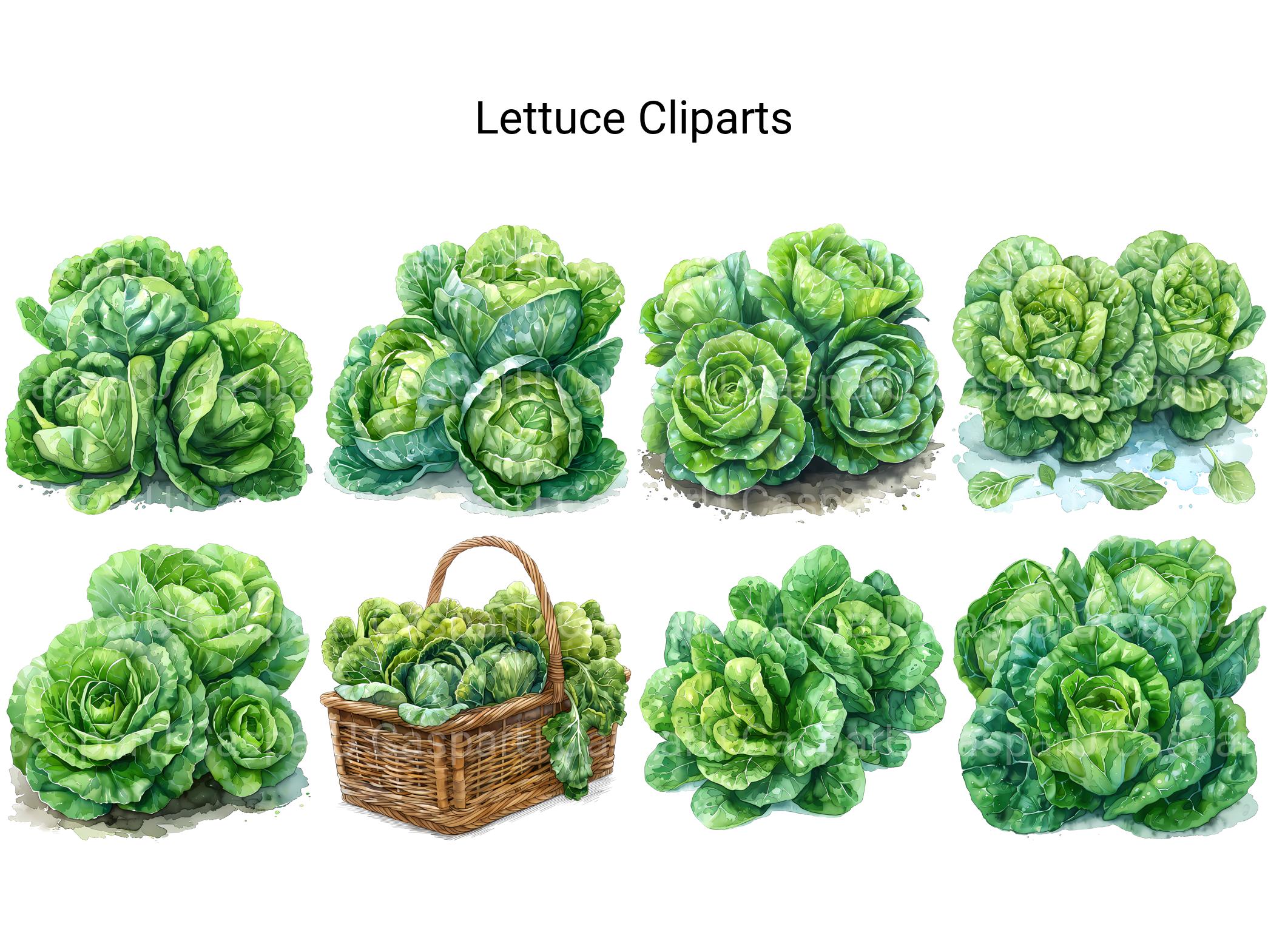 Lettuce Clipart - CraftNest - Digital Crafting and Art