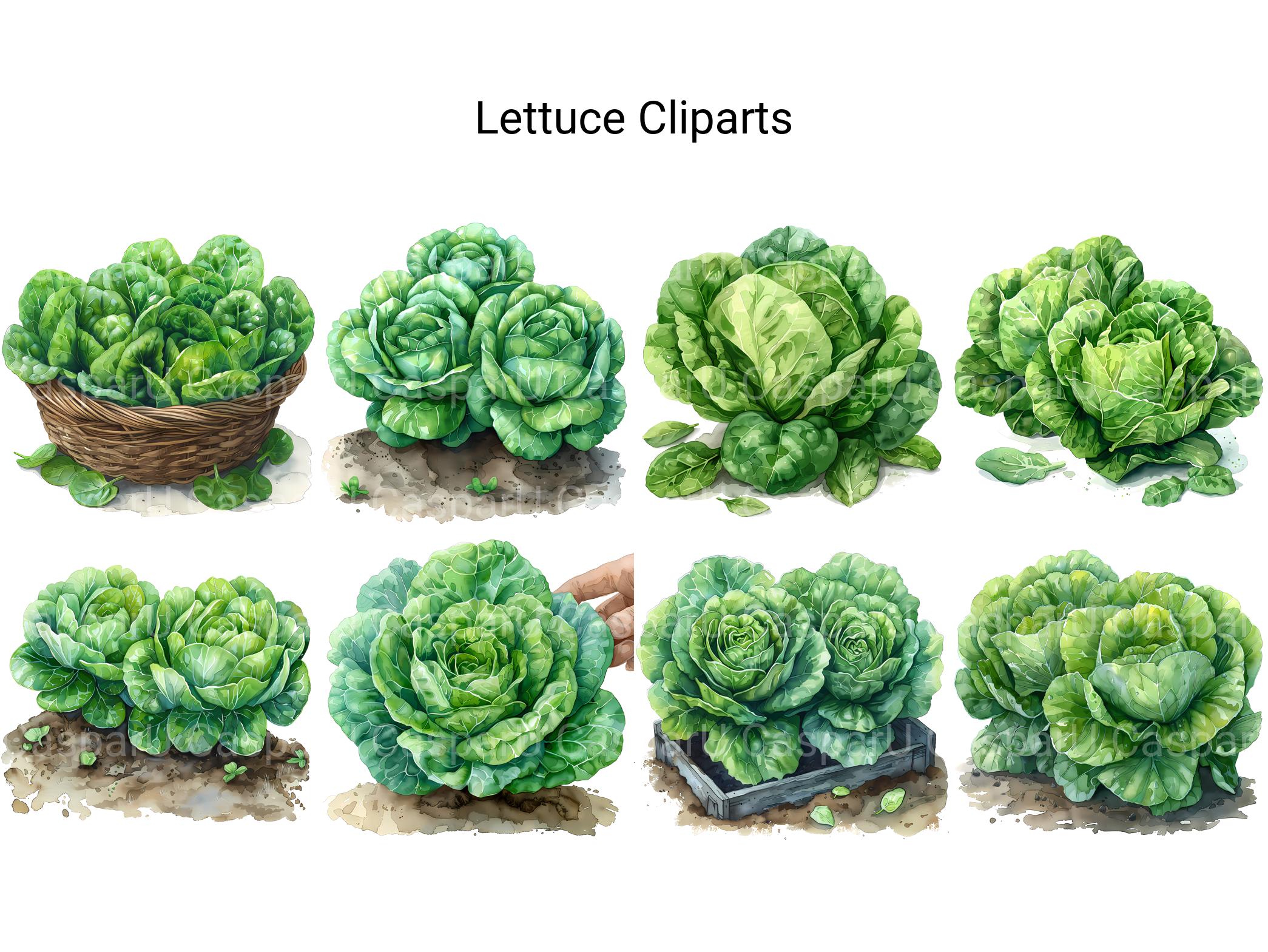 Lettuce Clipart - CraftNest - Digital Crafting and Art