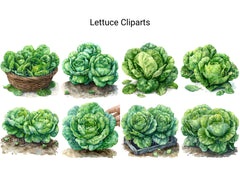 Lettuce Clipart - CraftNest - Digital Crafting and Art