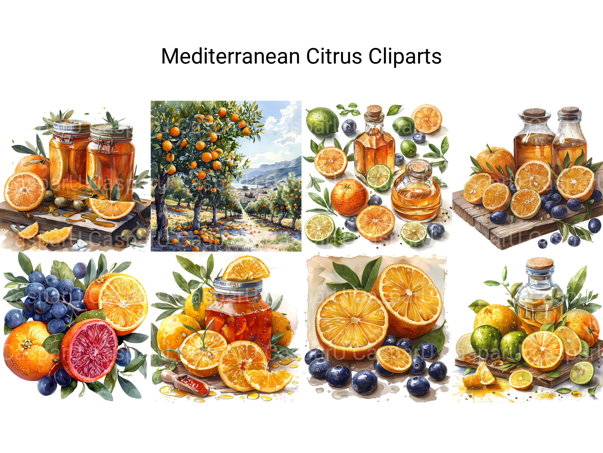 Mediterranean Citrus Clipart - CraftNest - Digital Crafting and Art