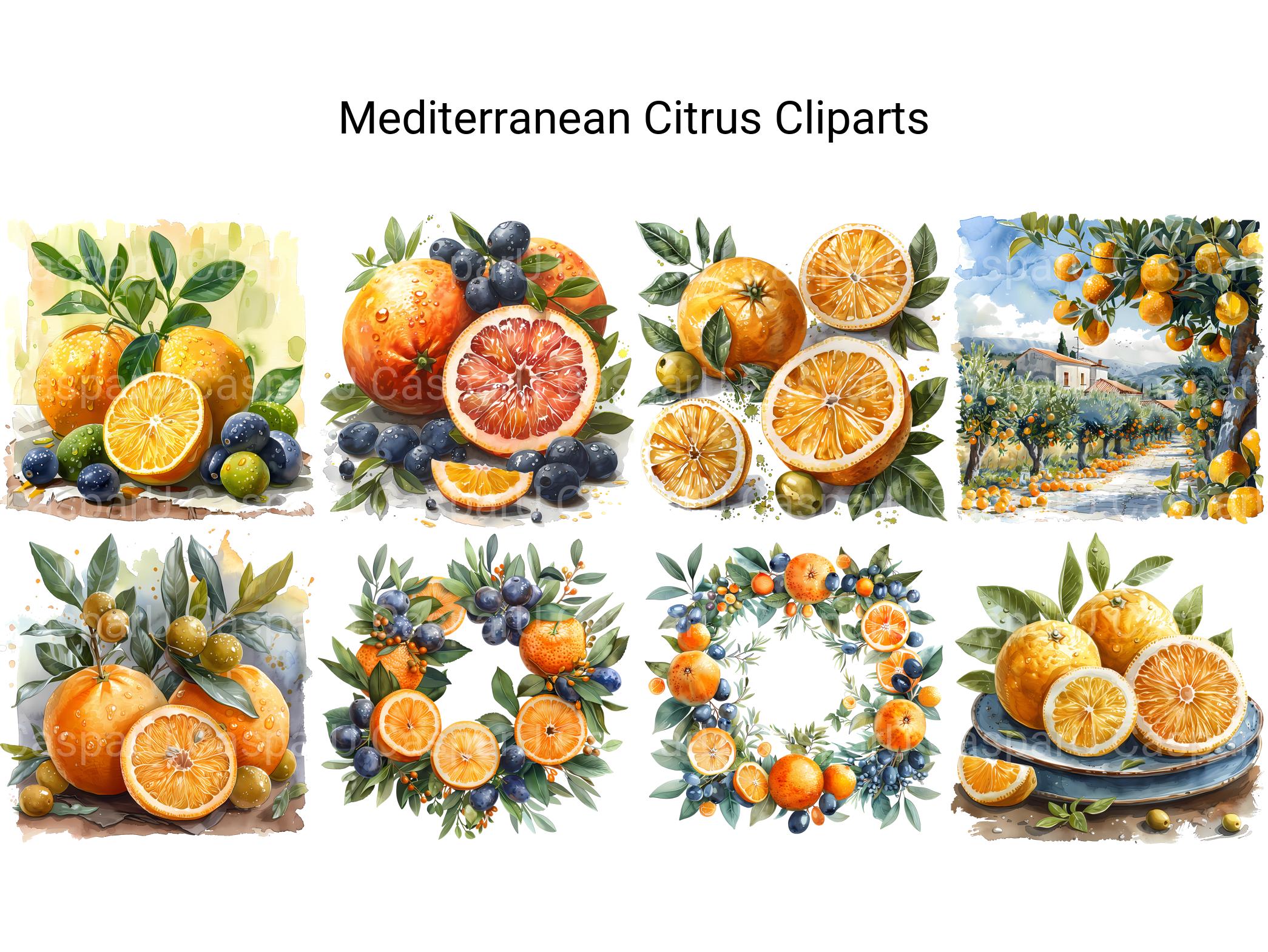 Mediterranean Citrus Clipart - CraftNest - Digital Crafting and Art