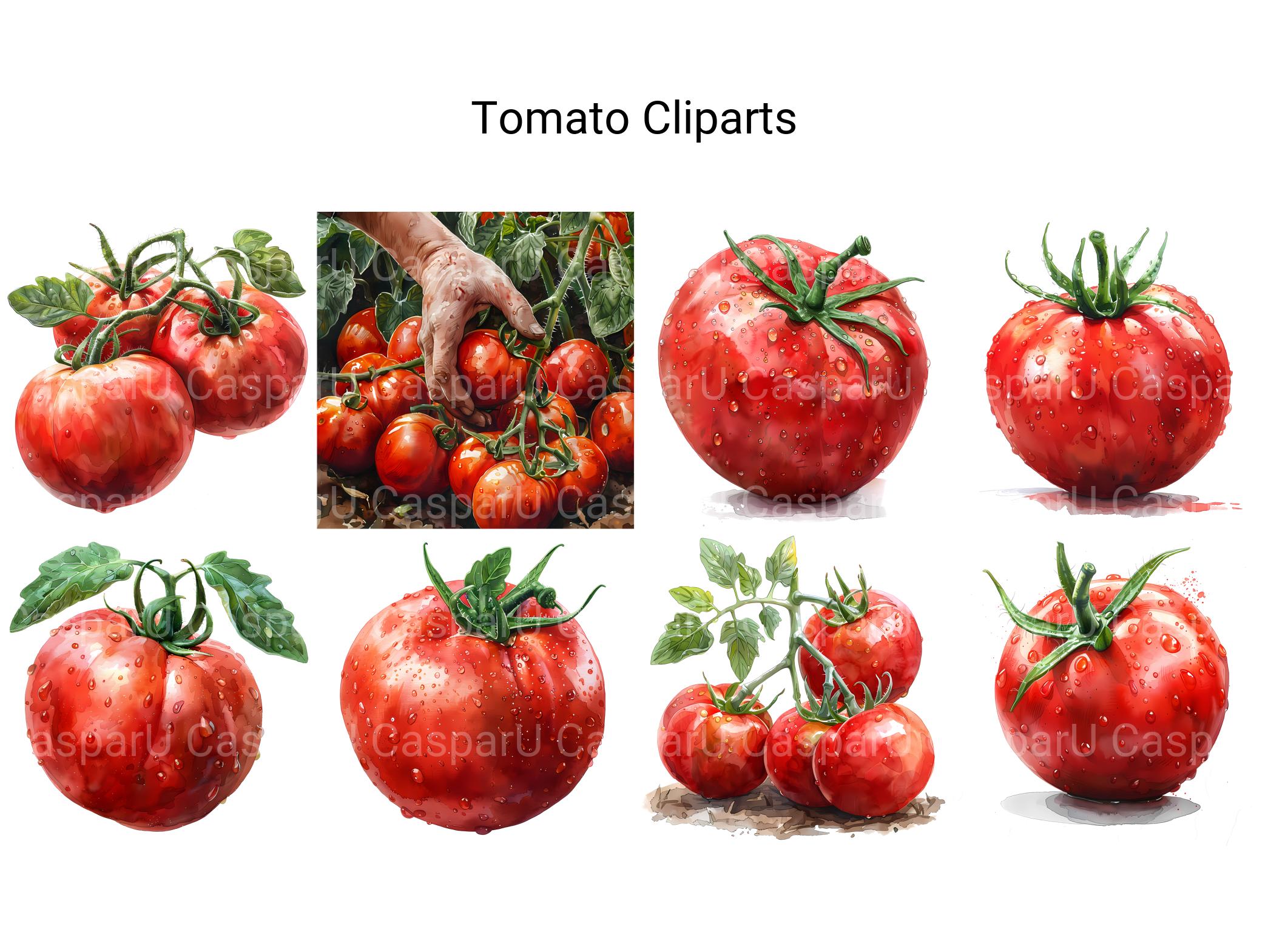 Tomato Clipart - CraftNest - Digital Crafting and Art