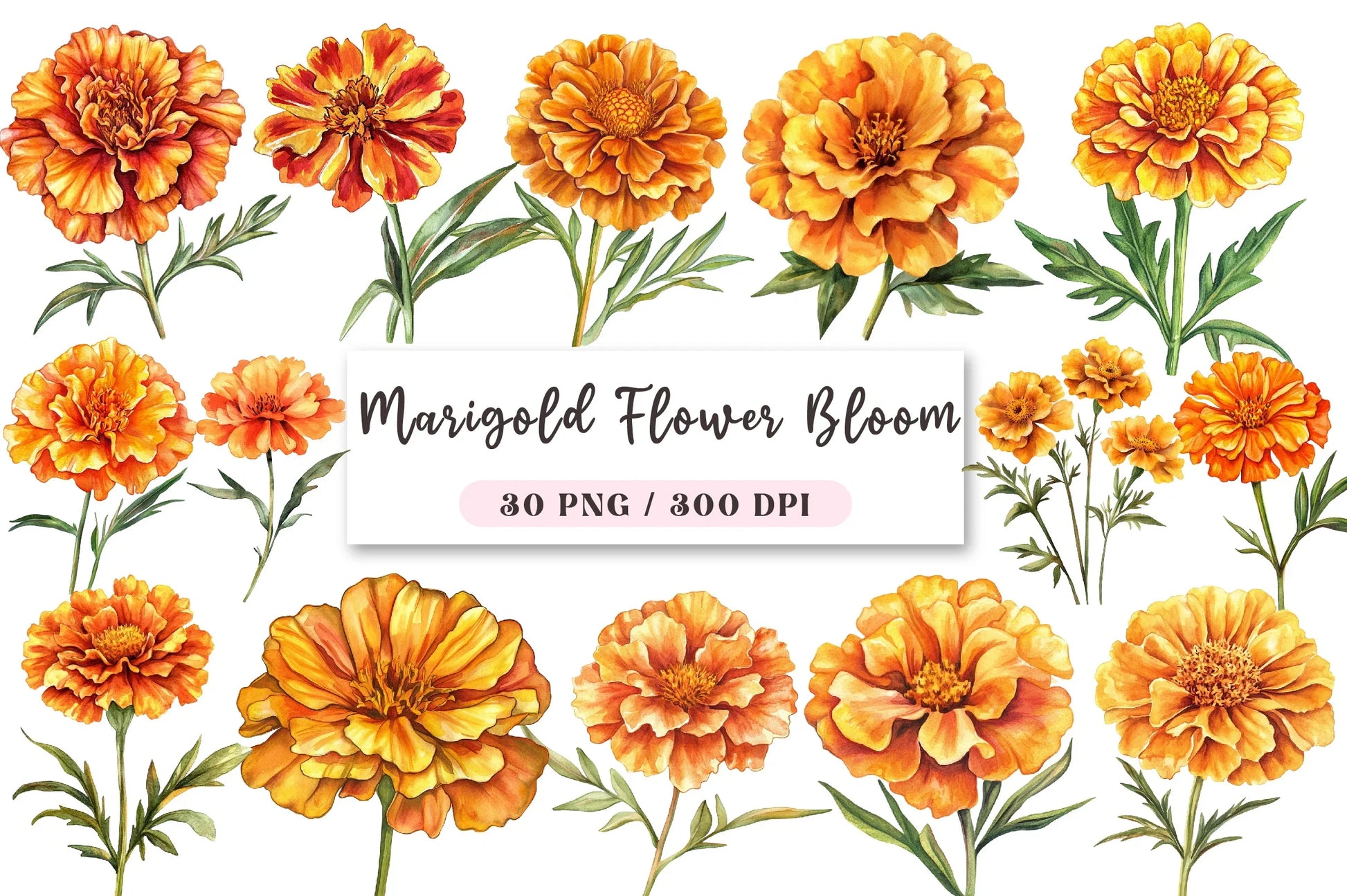 Marigold Flower Bloom Clipart Bundle - CraftNest - Digital Crafting and Art