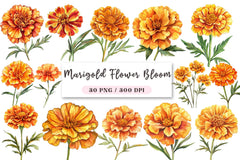 Marigold Flower Bloom Clipart Bundle - CraftNest - Digital Crafting and Art