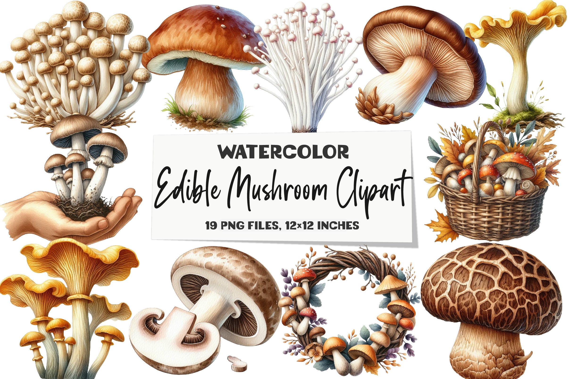 Edible Mushroom Clipart Bundle