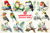 Tropical Birds Clipart Bundle