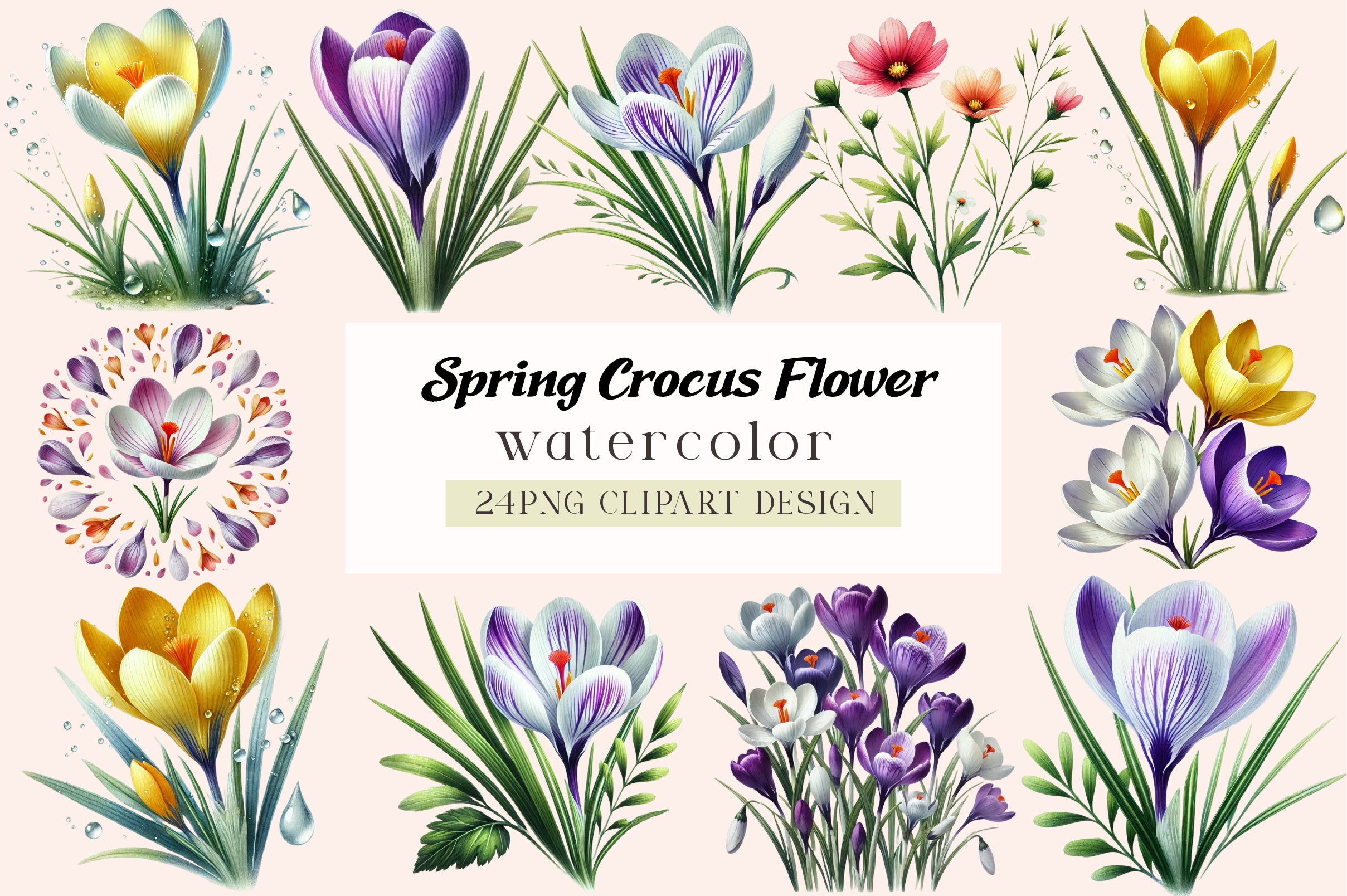 Spring Crocus Flower Clipart Bundle