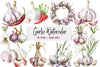 Garlic Clipart Bundle