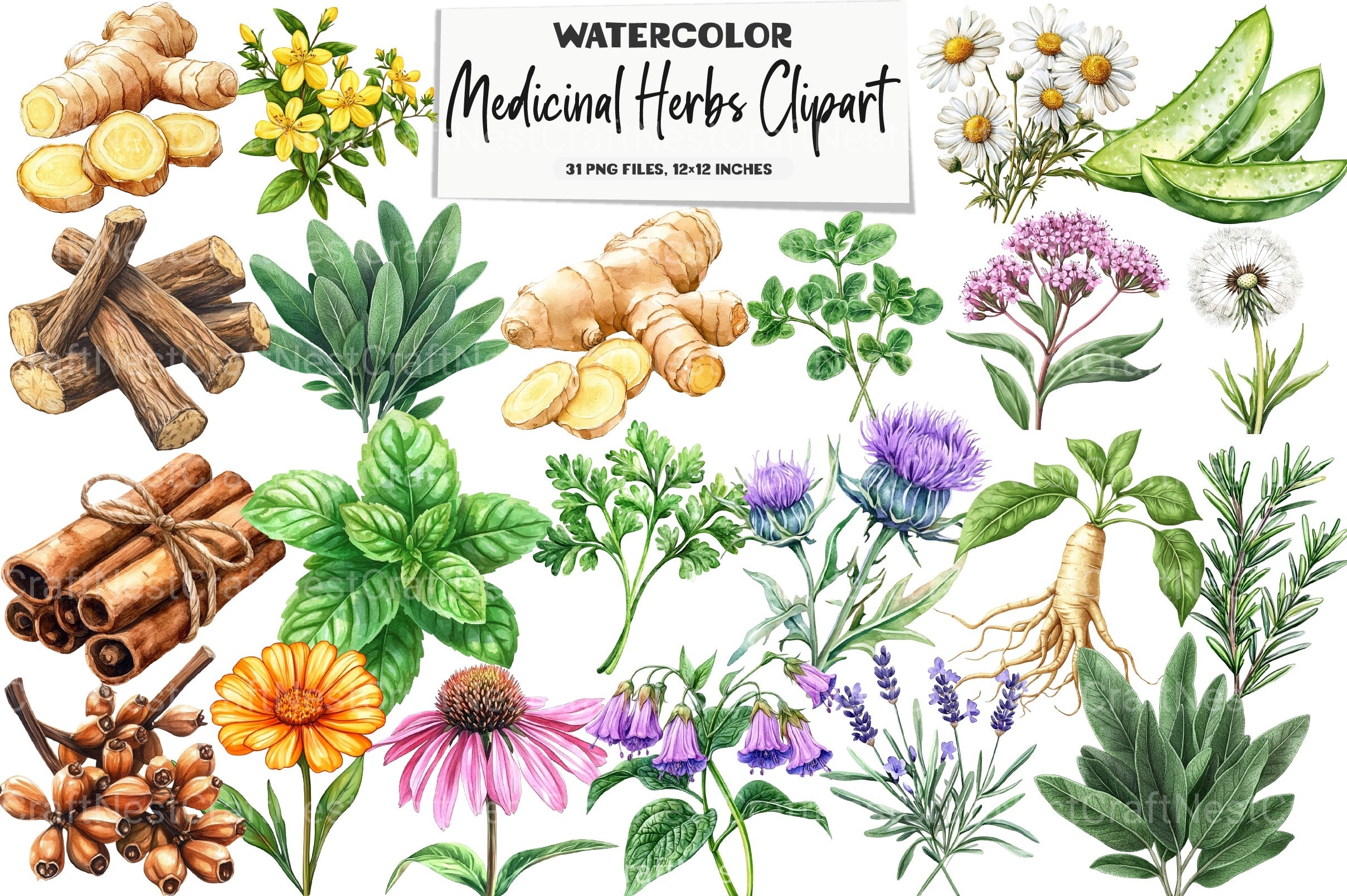 Medicinal Herbs Clipart Bundle - CraftNest - Digital Crafting and Art