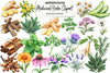 Medicinal Herbs Clipart Bundle