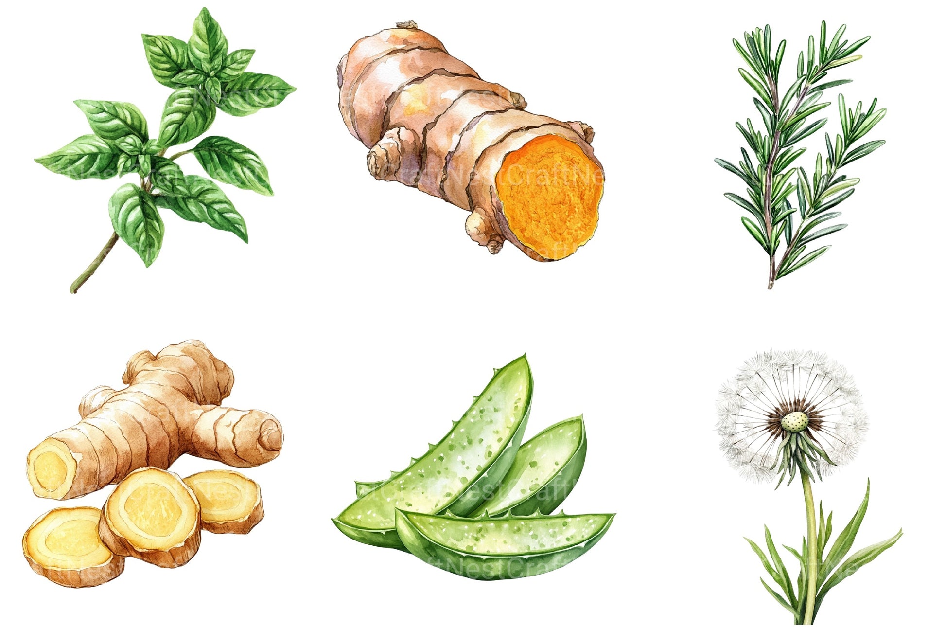 Medicinal Herbs Clipart Bundle - CraftNest - Digital Crafting and Art