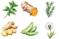 Medicinal Herbs Clipart Bundle - CraftNest - Digital Crafting and Art