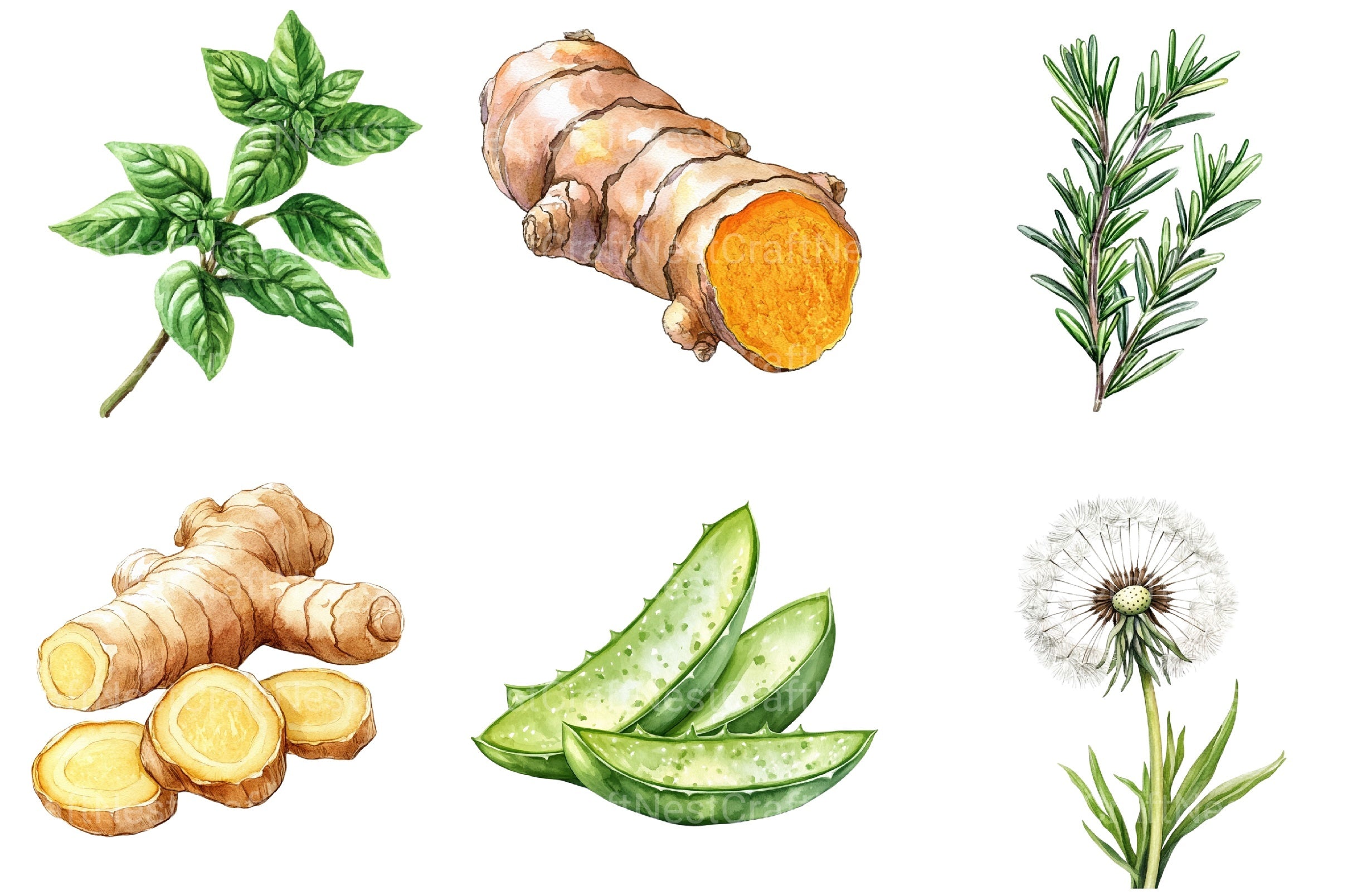 Medicinal Herbs Clipart Bundle - CraftNest - Digital Crafting and Art