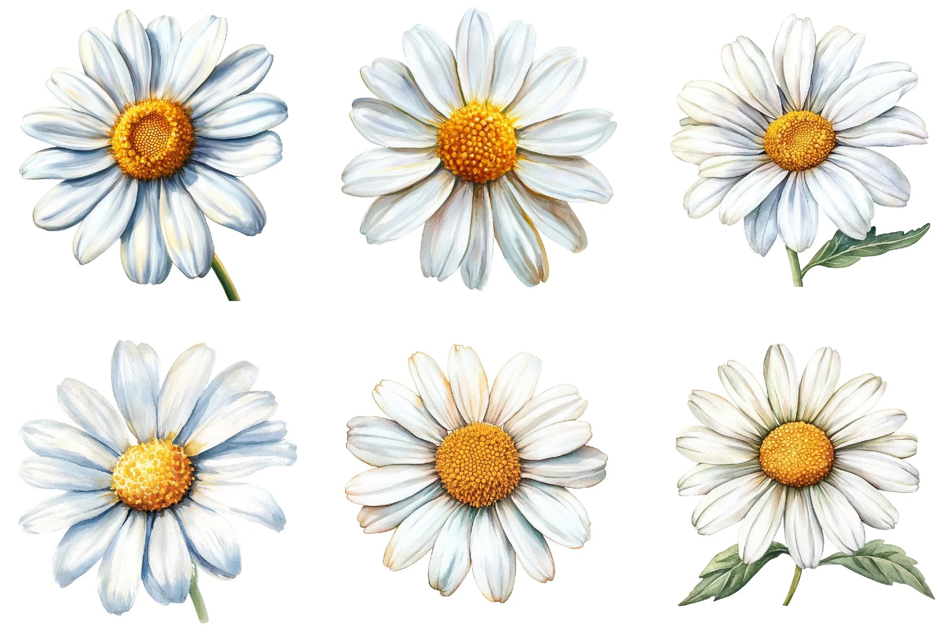 Daisy Flower Bloom Clipart Bundle - CraftNest - Digital Crafting and Art