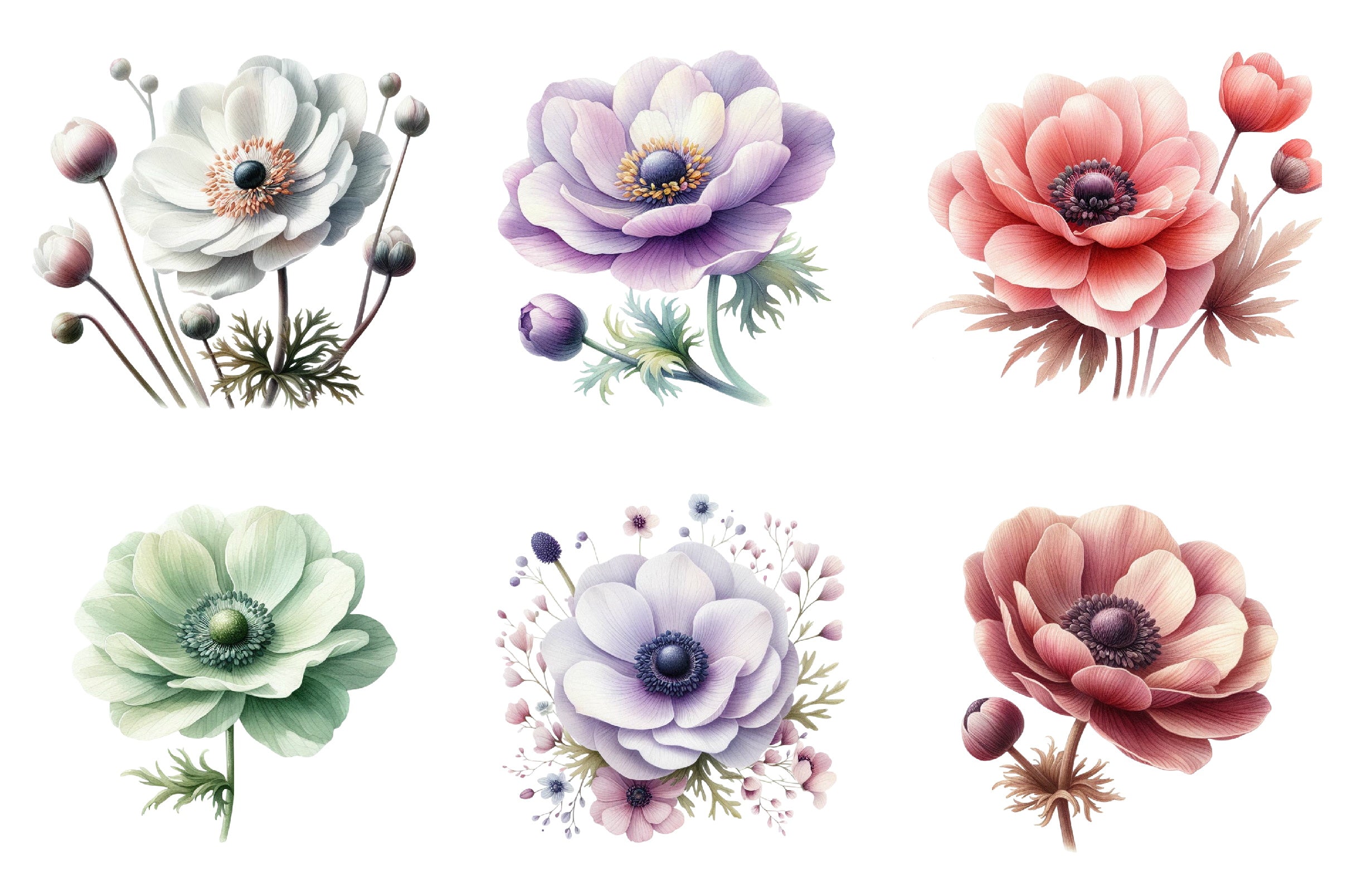 Anemone Flower Bloom Clipart Bundle