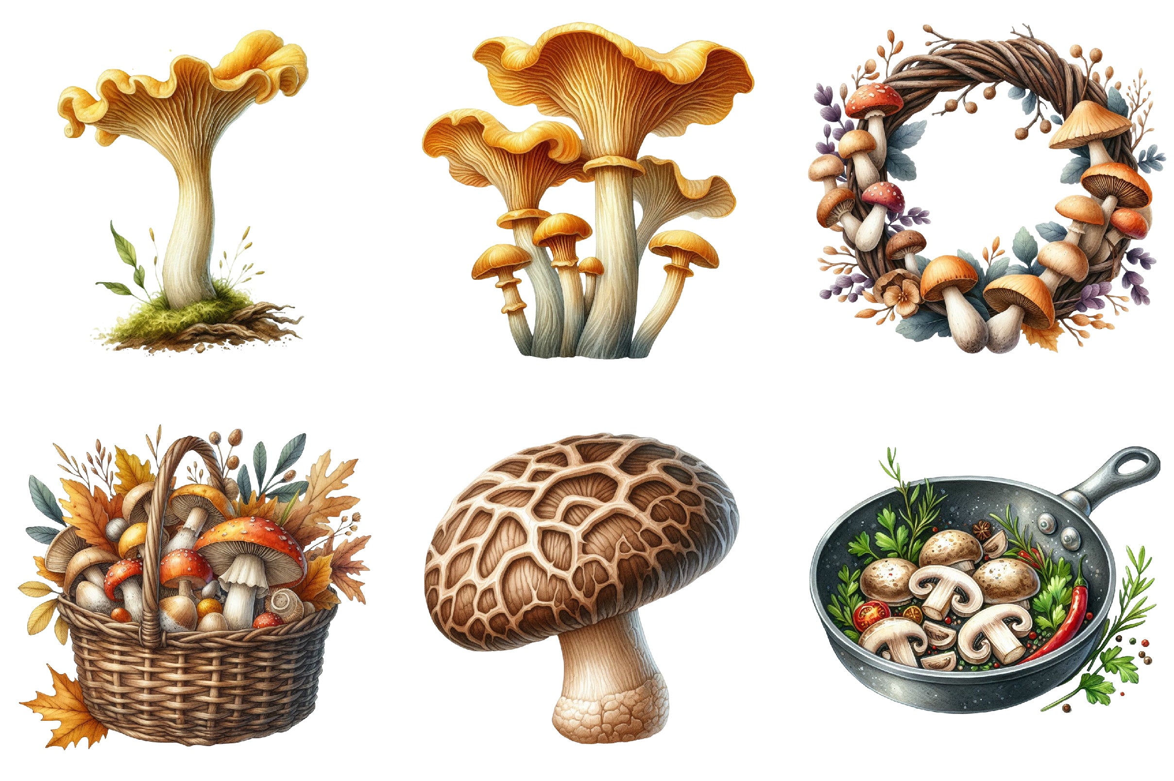 Edible Mushroom Clipart Bundle