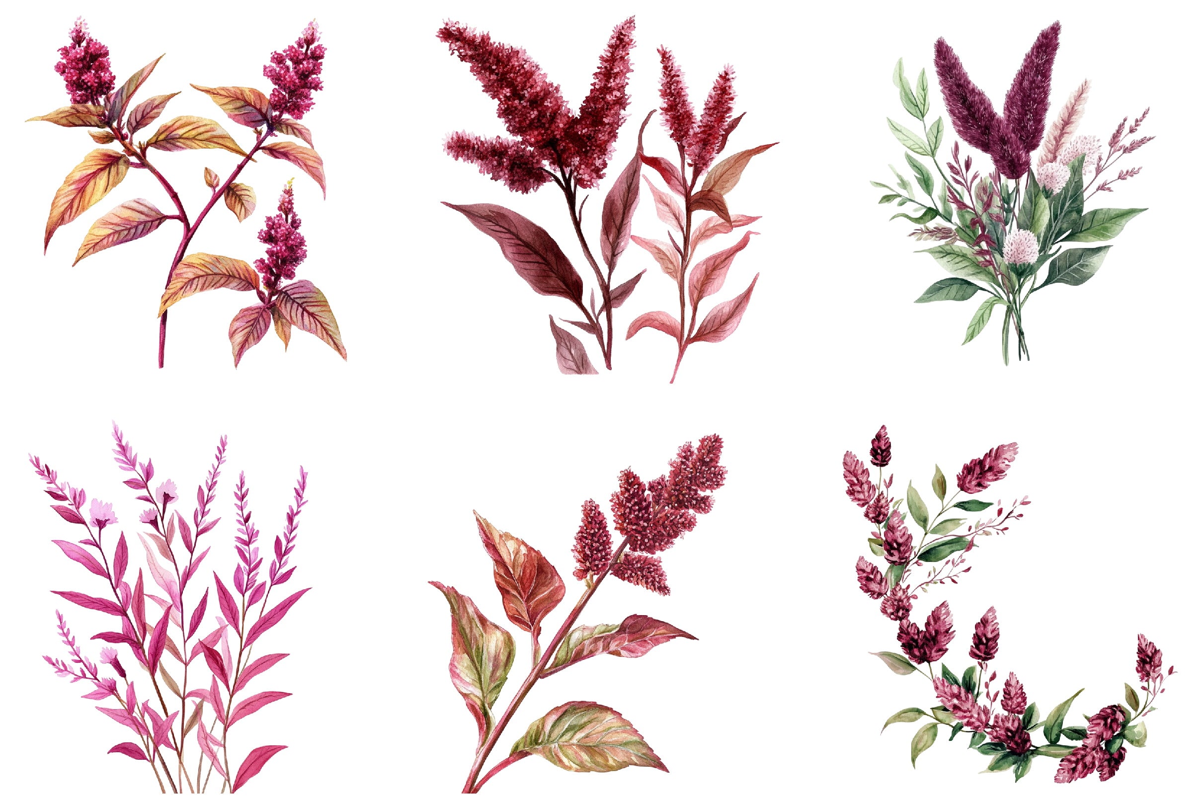 Amaranth Flower Clipart Bundle
