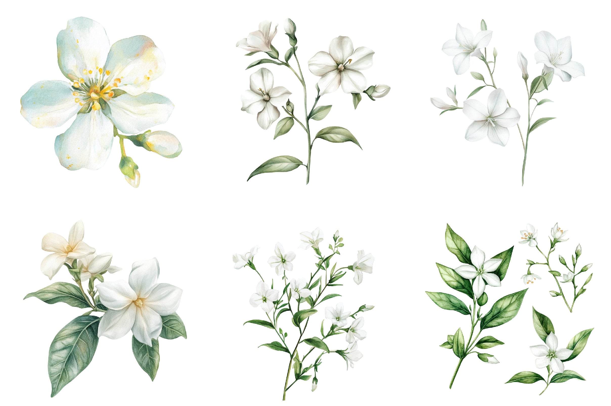 Jasmine Flower Bloom Clipart Bundle
