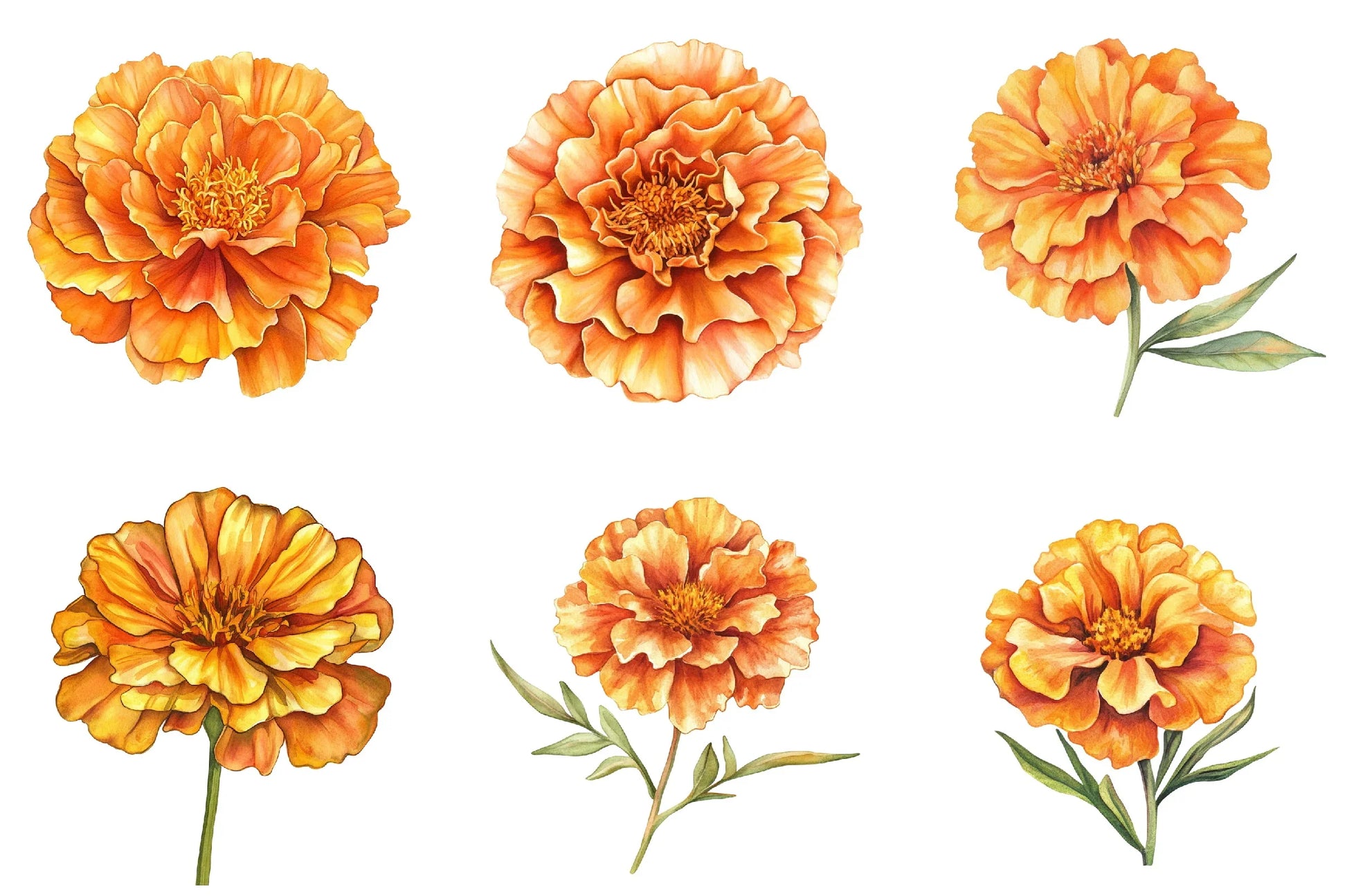 Marigold Flower Bloom Clipart Bundle - CraftNest - Digital Crafting and Art
