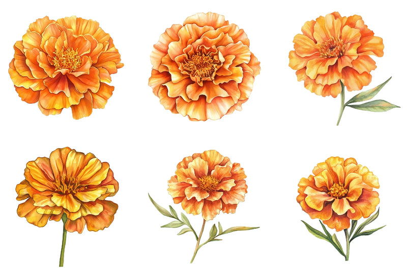 Marigold Flower Bloom Clipart Bundle - CraftNest - Digital Crafting and Art