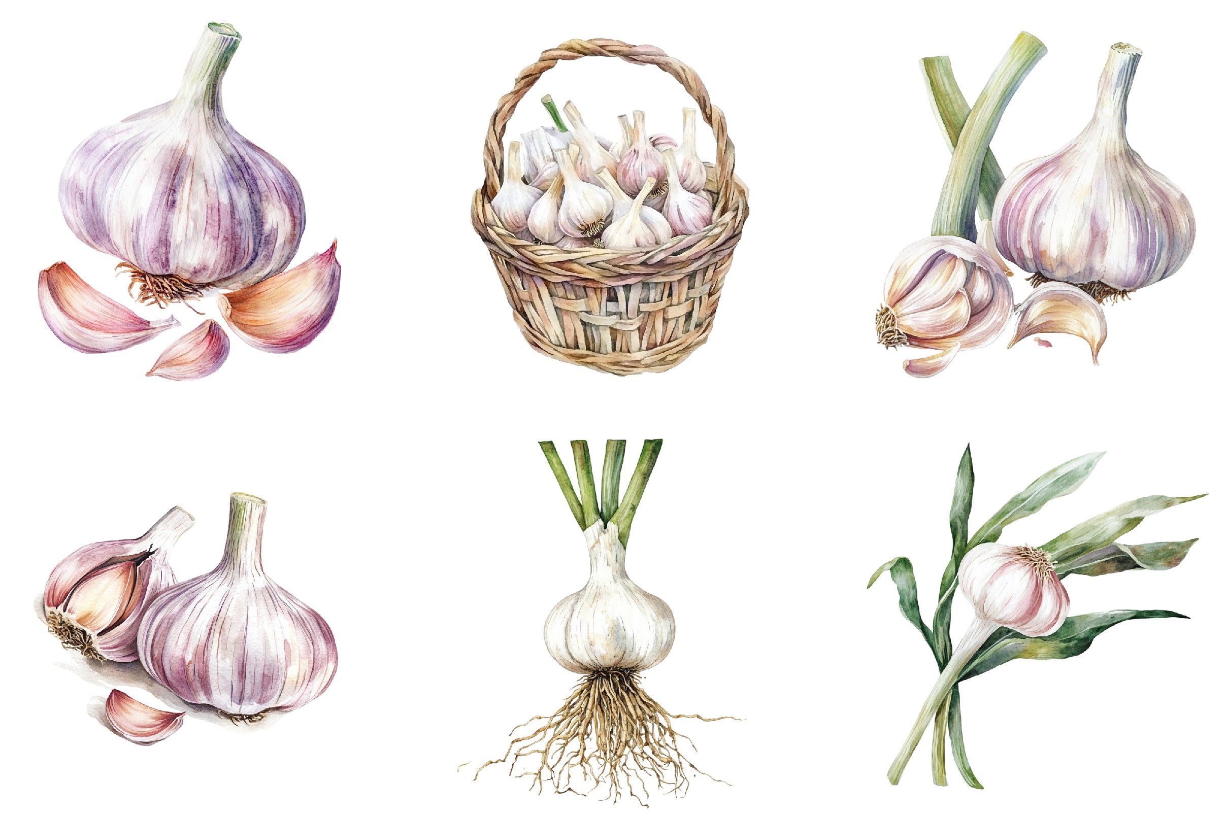 Garlic Clipart Bundle