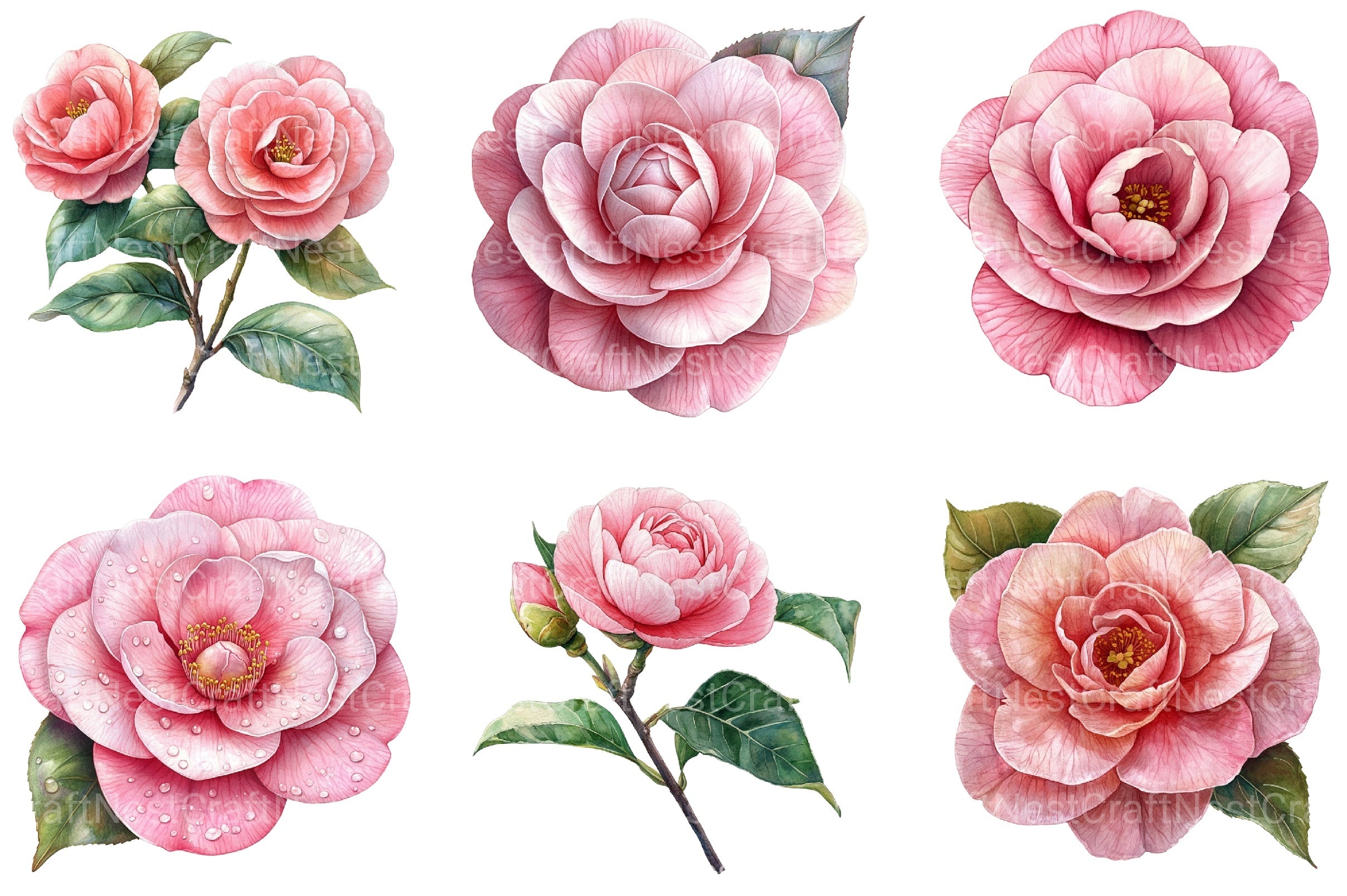Camellia Flower Bloom Clipart Bundle 99 - CraftNest - Digital Crafting and Art