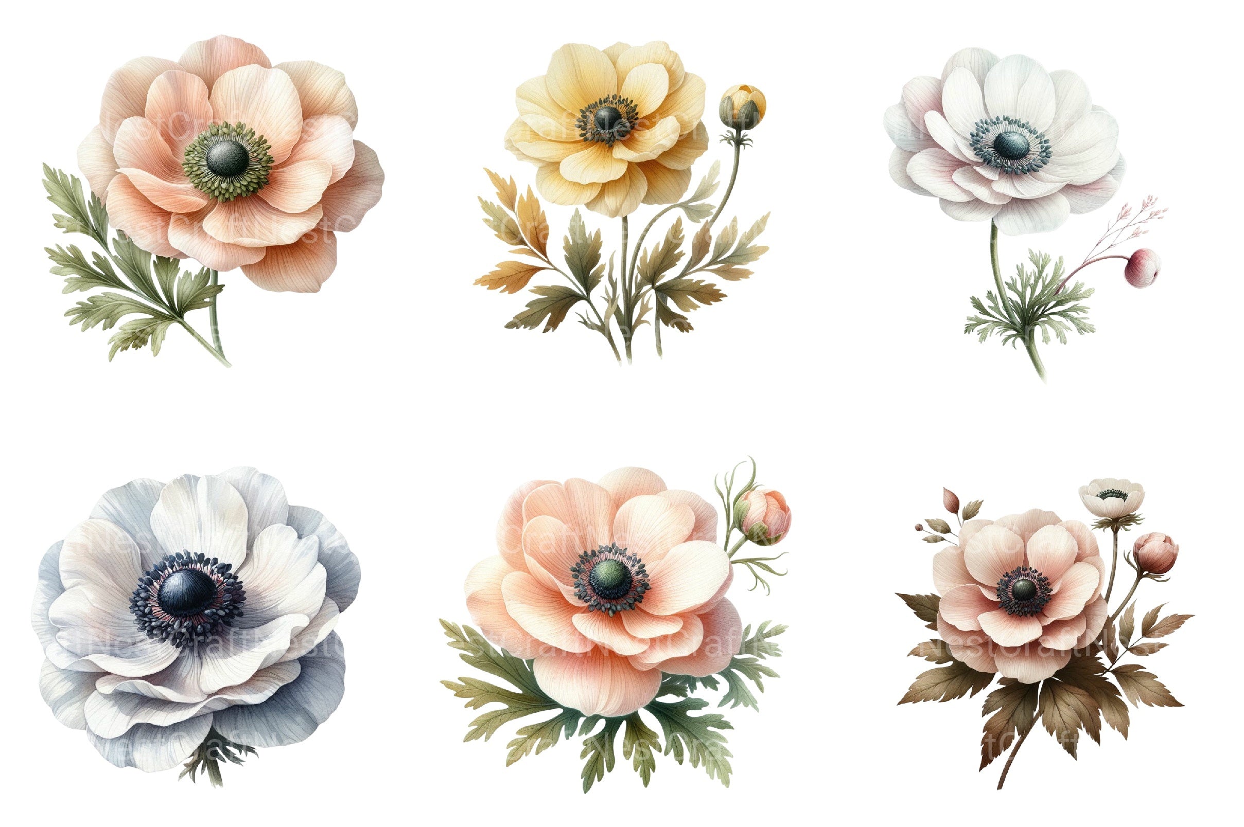 Anemone Flower Bloom Clipart Bundle 33 - CraftNest - Digital Crafting and Art